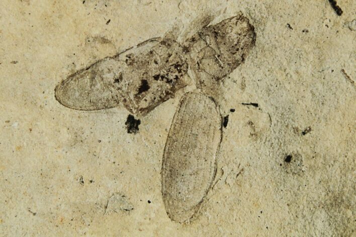 Fossil Leaf Beetle (Chrysomelidae) - France #294142